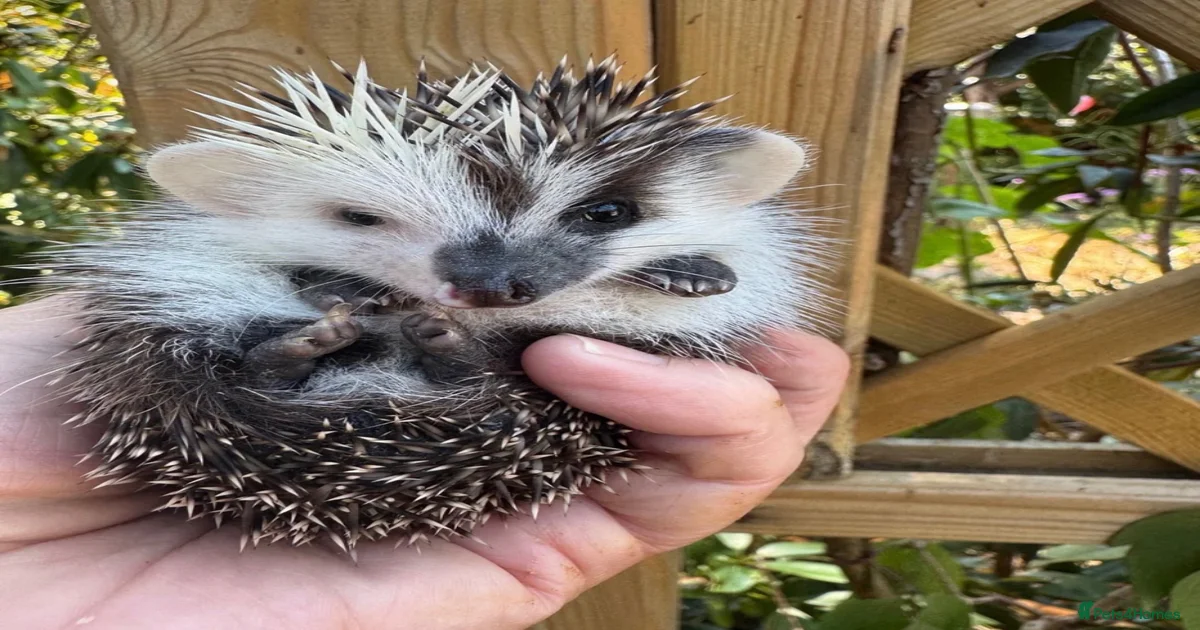 Hedgehog pets for sale Pets & Animals for sale | Pets4Homes
