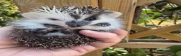 Pygmy Hedgehog rodents for sale: Female African Pygmy Hedgehog  - Advert 1