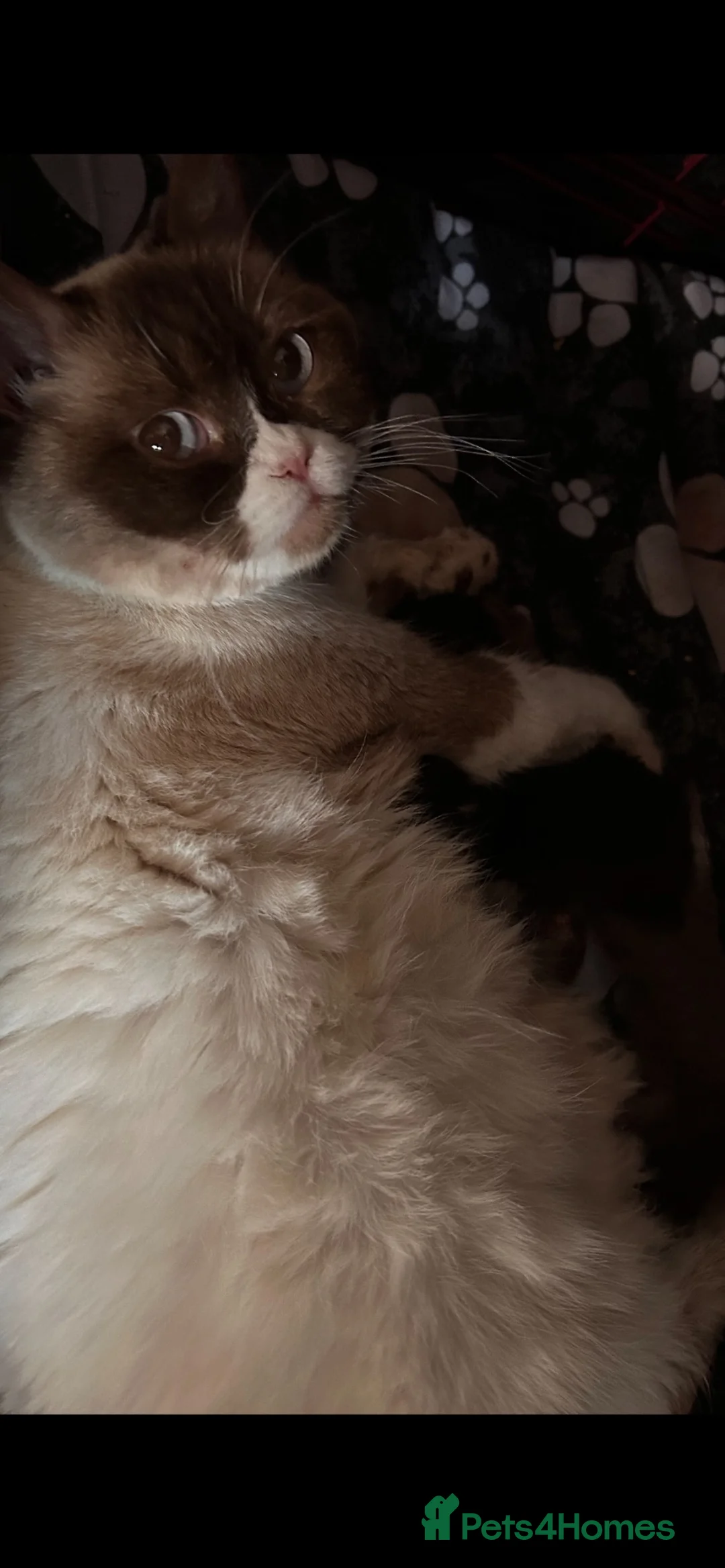 British Shorthair cats for sale: Beautiful bsh kittens  - Advert 2