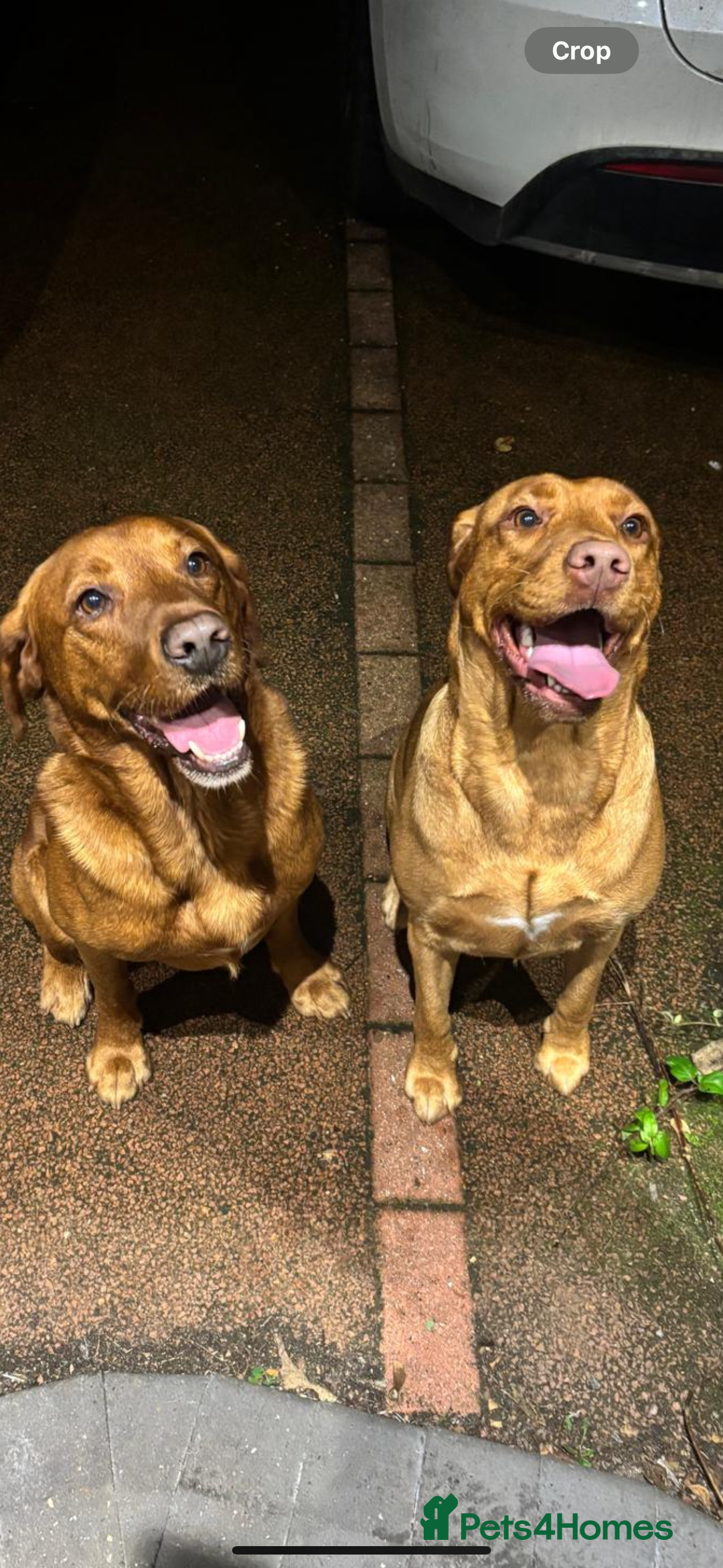 Labrador Retriever dogs for sale: Labrador Puppies (FOX RED) 5 Boys Available  - Advert 2