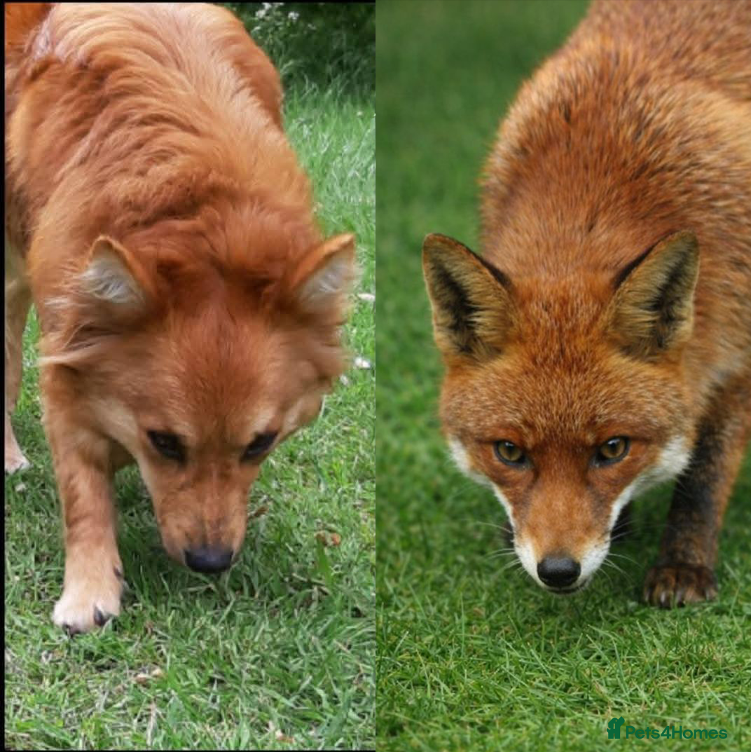 Mixed Breed dogs Italian Volpino puppies 🦊  - Advert 1