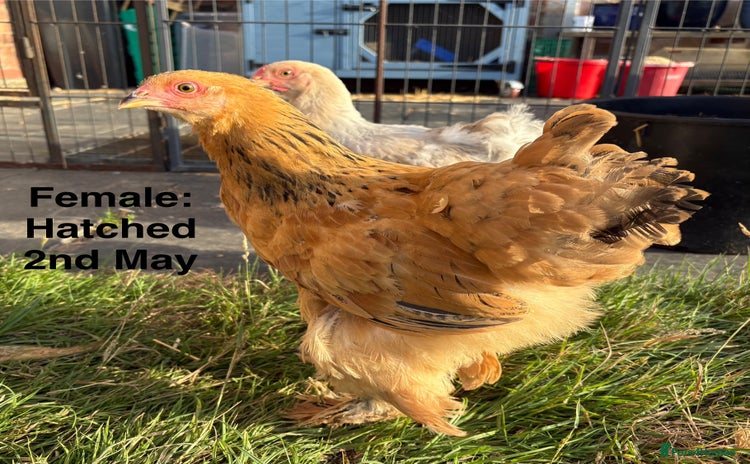Chickens poultry - Advert 8