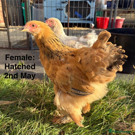 Chickens poultry - Advert 4