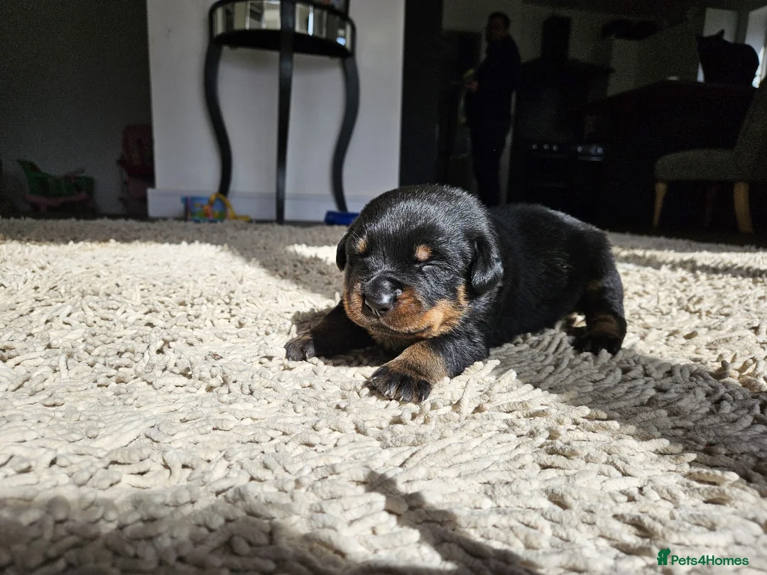 Rottweiler dogs for stud: Proven kc reg Health tested hip and elbow scored in Windsor - Advert 19