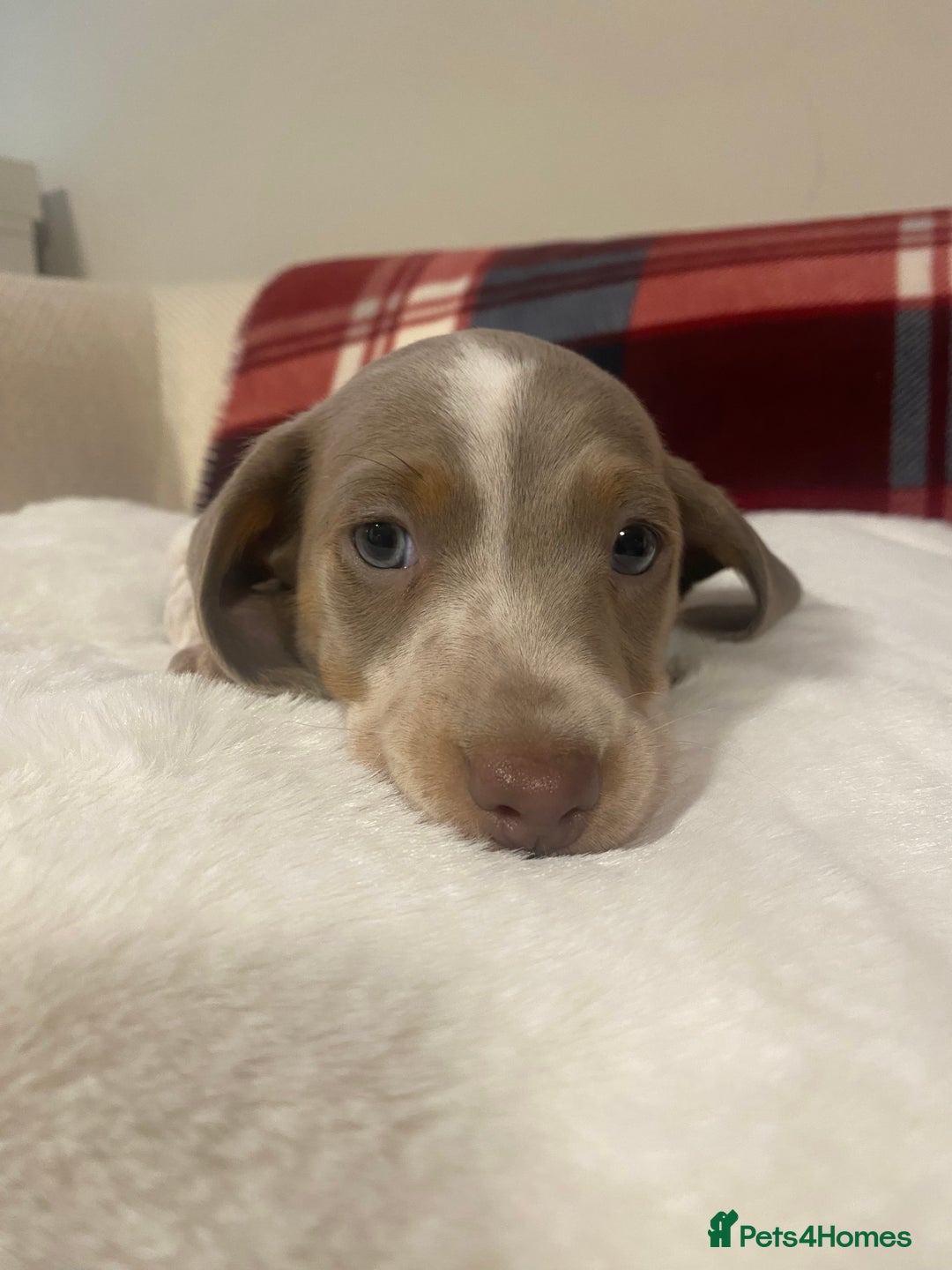 Miniature Dachshund dogs for sale: PRA Clear KC Registered Mini Dachshunds - Advert 1
