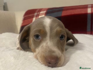 Miniature Dachshund dogs PRA Clear KC Registered Mini Dachshunds - Advert 1