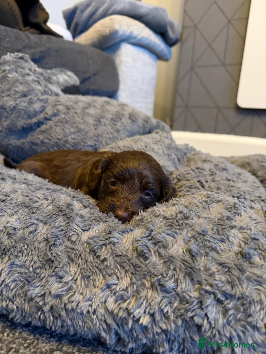 Cockapoo dogs for sale: Beautiful cockapoo puppies  - Advert 9