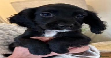 Cocker Spaniel dogs Beautiful Cocker Puppies - Advert 14