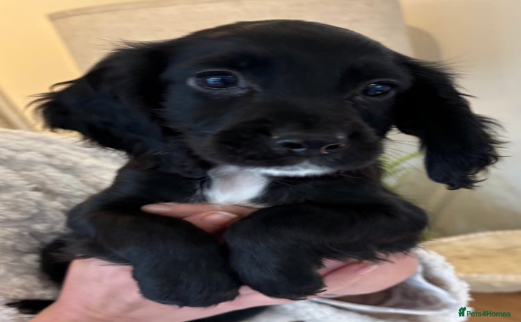 Cocker Spaniel dogs Beautiful Cocker Puppies - Advert 2