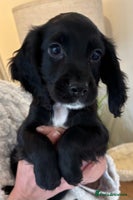 Cocker Spaniel dogs Beautiful Cocker Puppies - Advert 11