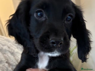 Cocker Spaniel dogs Beautiful Cocker Puppies - Advert 2