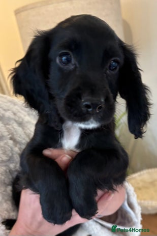 Cocker Spaniel dogs Beautiful Cocker Puppies - Advert 1