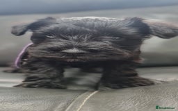 Miniature Schnauzer dogs for sale: Miniature Schnauzer Puppies KC Registered. 5M 2Fm - Image 3
