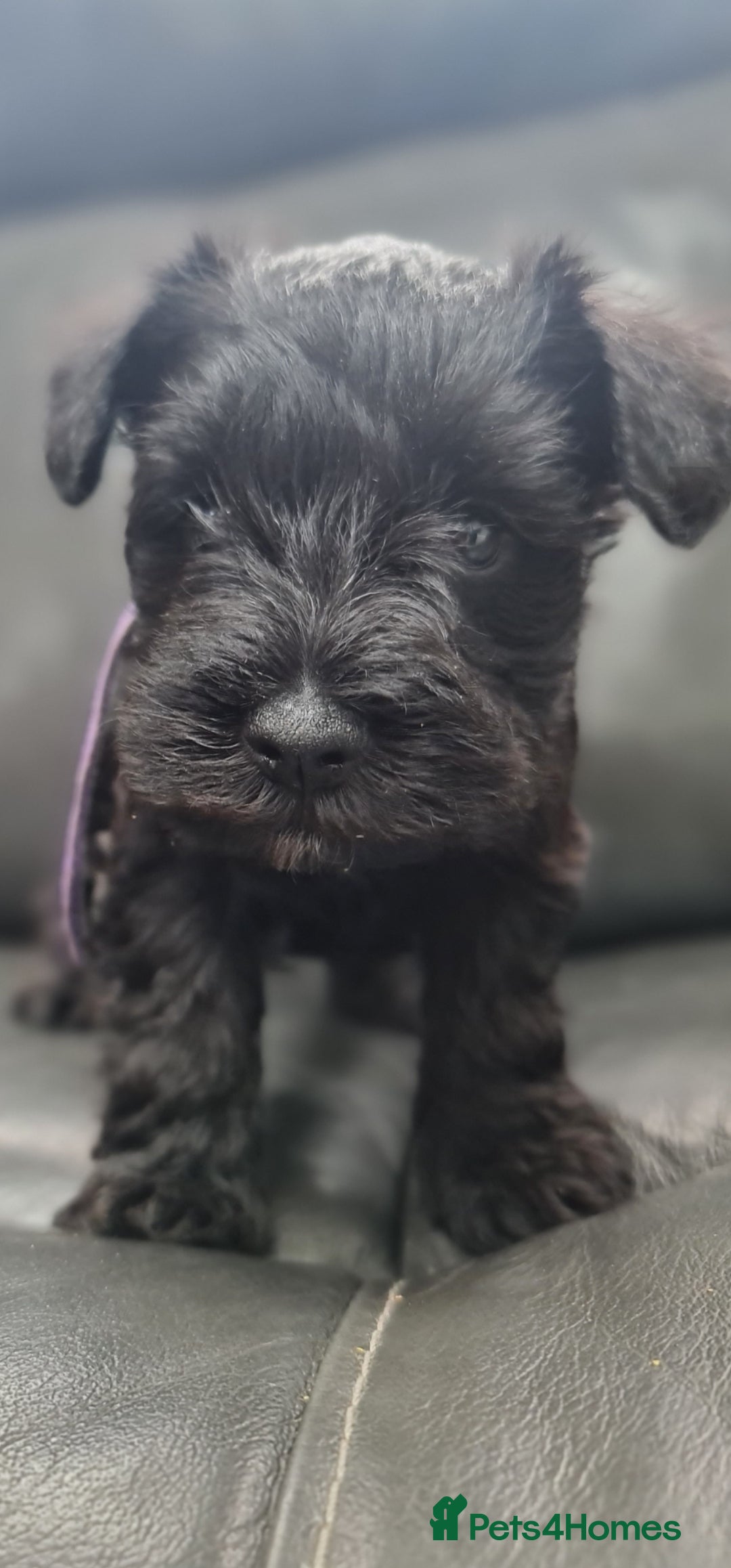 Miniature Schnauzer dogs for sale: Miniature Schnauzer Puppies KC Registered. 5M 2Fm - Image 3