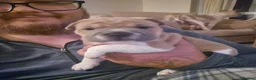 Shar Pei dogs for sale: Shar pei X Frenchie  - Advert 3