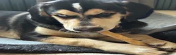 Mixed Breed dogs for sale: Gorgeous Max - Advert 9
