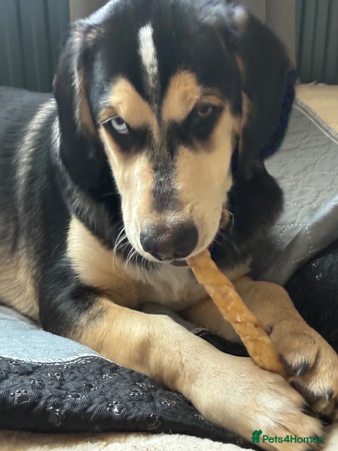 Mixed Breed dogs for sale: Gorgeous Max - Advert 9