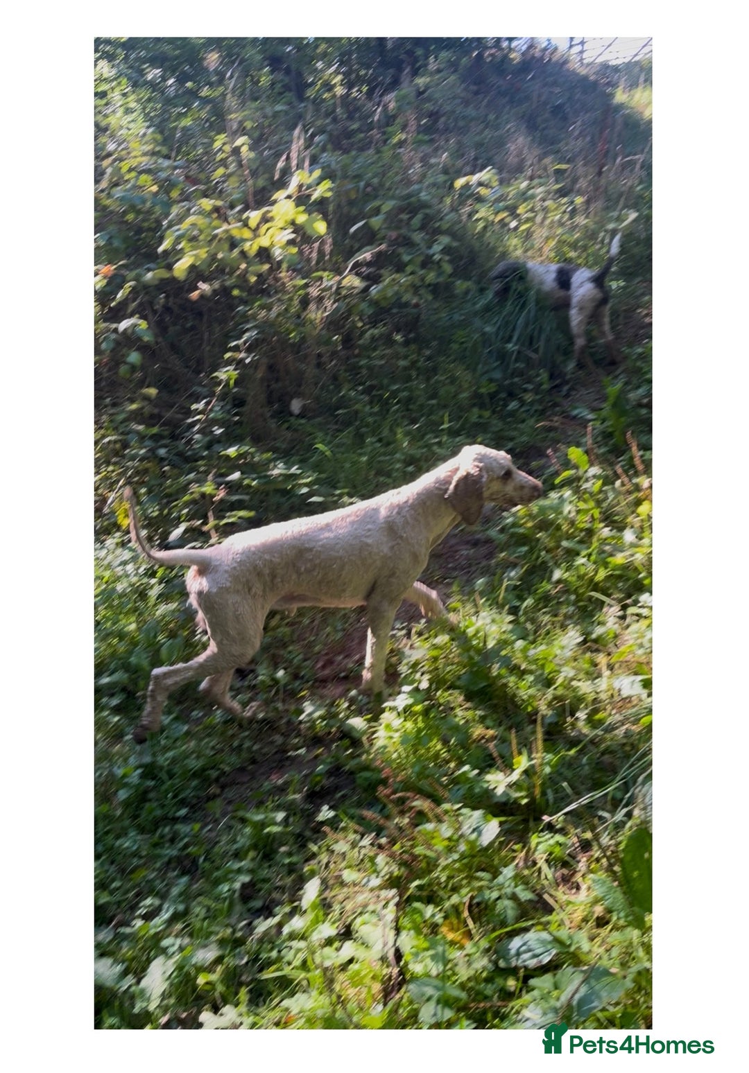 Standard Poodle dogs for stud: Gorgeous red standard poodle Trigger - Advert 2