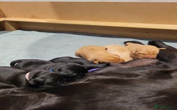 Labrador Retriever dogs for sale: Beautiful pedigree puppies ready 30th Sept - Image 11