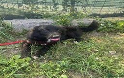 Mixed Breed dogs for adoption: Meet Matilda, currently residing in Cheshire  - Image 5