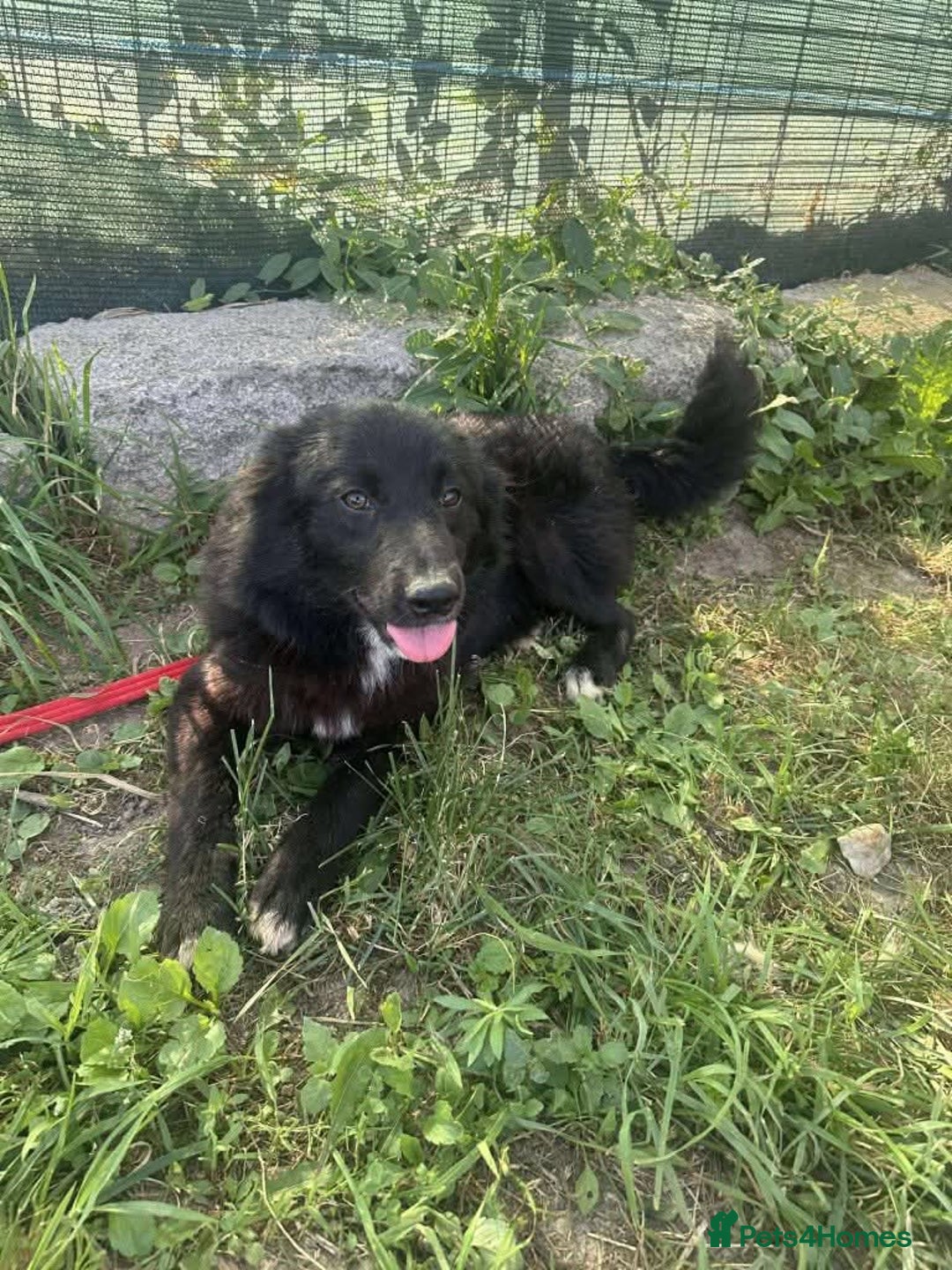Mixed Breed dogs for adoption: Meet Matilda, currently residing in Cheshire  - Image 5