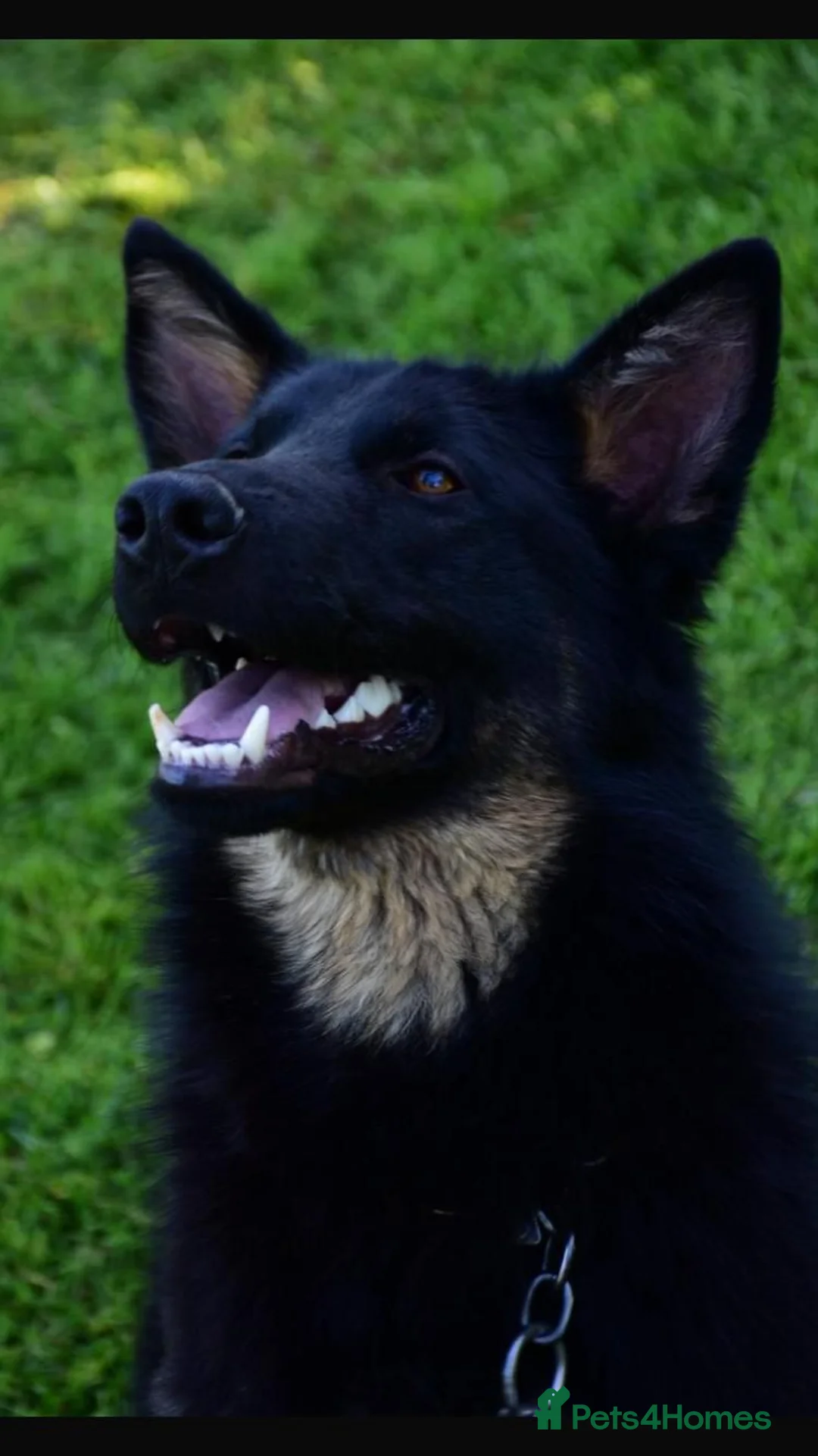 German Shepherd dogs for sale: FCI Registered German Shepherd  in Congleton - Advert 2
