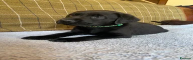 Green Collar 