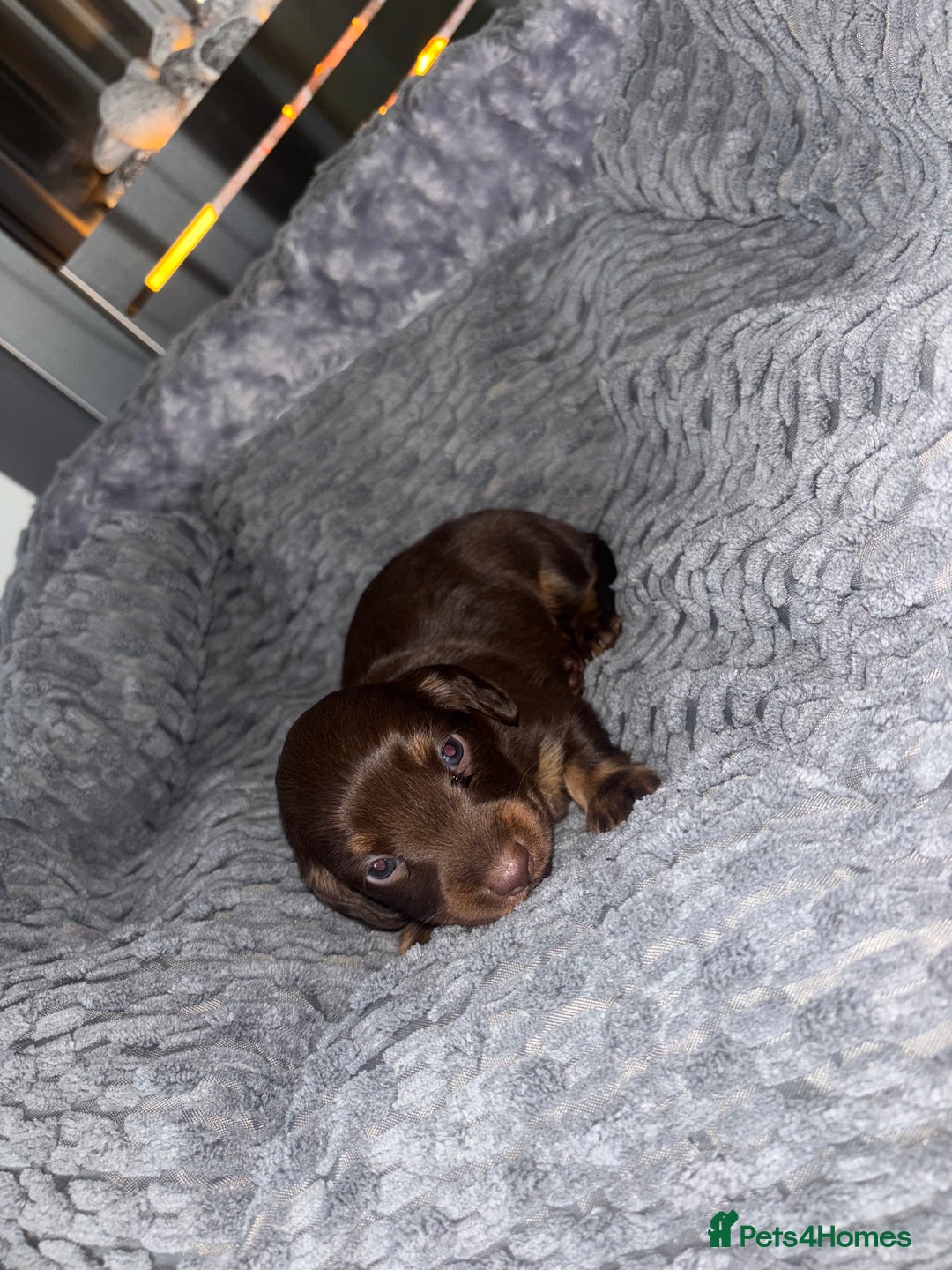 Miniature Dachshund dogs for sale: MINIATURE DACHSHUNDS - Advert 14