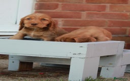 Cocker Spaniel dogs for sale: Full Cocker Spaniels Puppies  - Image 18