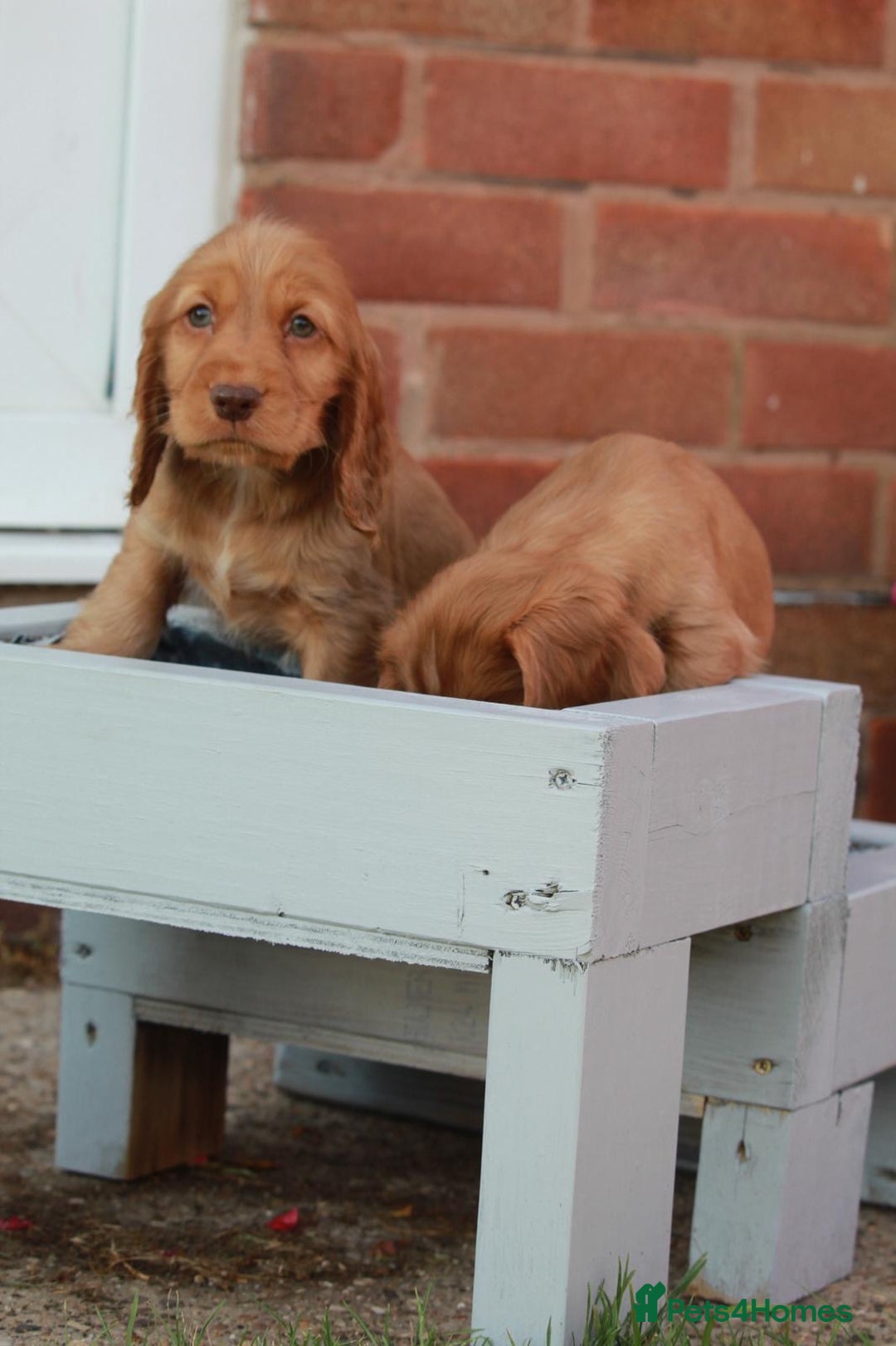 Cocker Spaniel dogs for sale: Full Cocker Spaniels Puppies  - Image 18