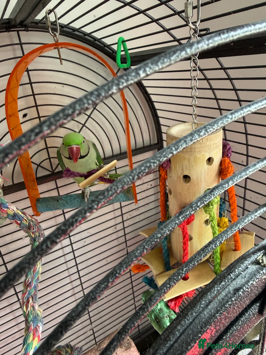 Ringnecks birds for sale: Pretty parrot alexandrine  - Advert 4