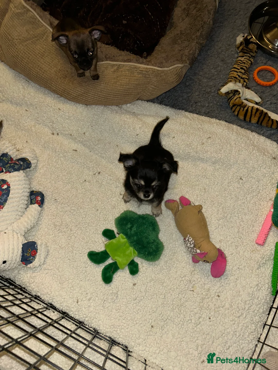 Chihuahua dogs for sale: Boy chihuahua smooth coat  - Advert 16