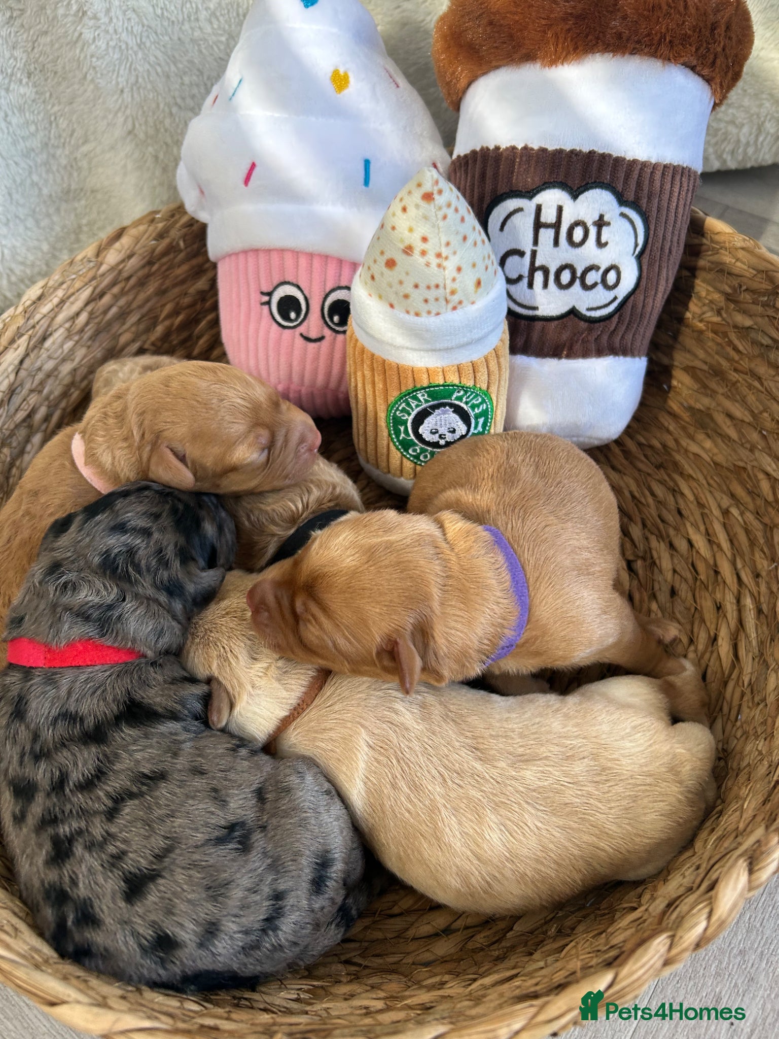 Labradoodle dogs Stunning Coloured Mini Labradoodles F1b - Advert 1