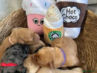 Labradoodle dogs Stunning Coloured Mini Labradoodles F1b - Advert 1