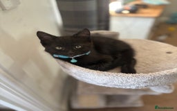 Domestic Shorthair cats for sale: Meet Toothless - Image 3