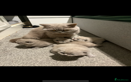 British Shorthair cats for sale: 4 British shorthair kittens ready now  - Image 10