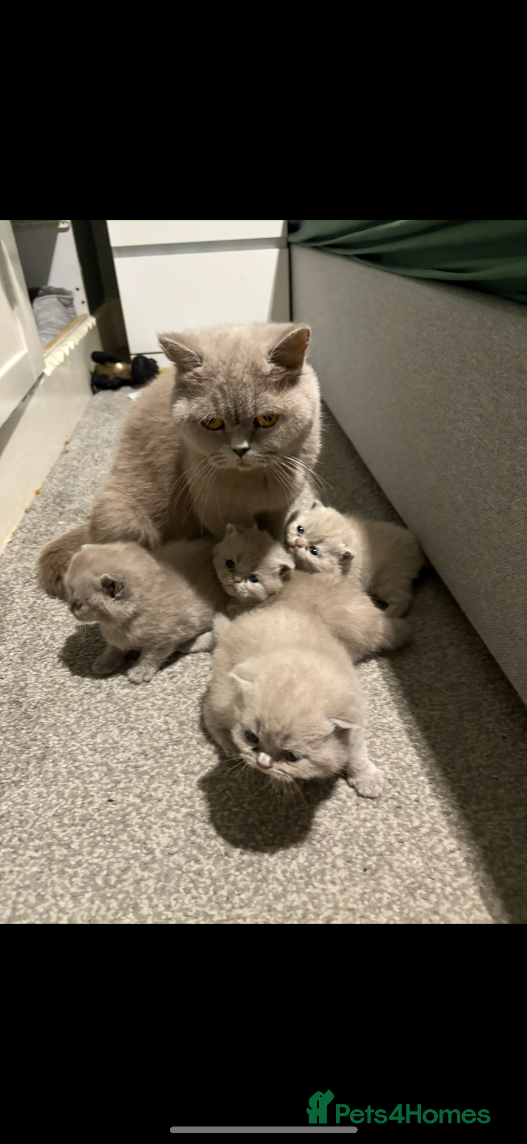 British Shorthair cats for sale: 4 British shorthair kittens ready now  - Image 10