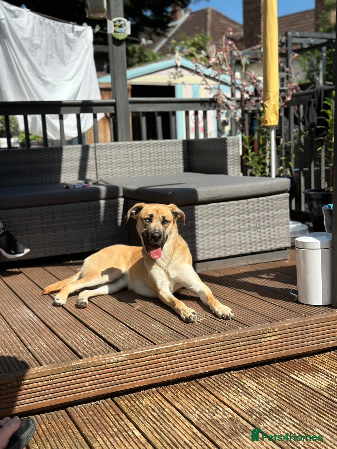 Shepsky dogs for sale: Beautiful Bitch for adoption we don’t want money - Image 8