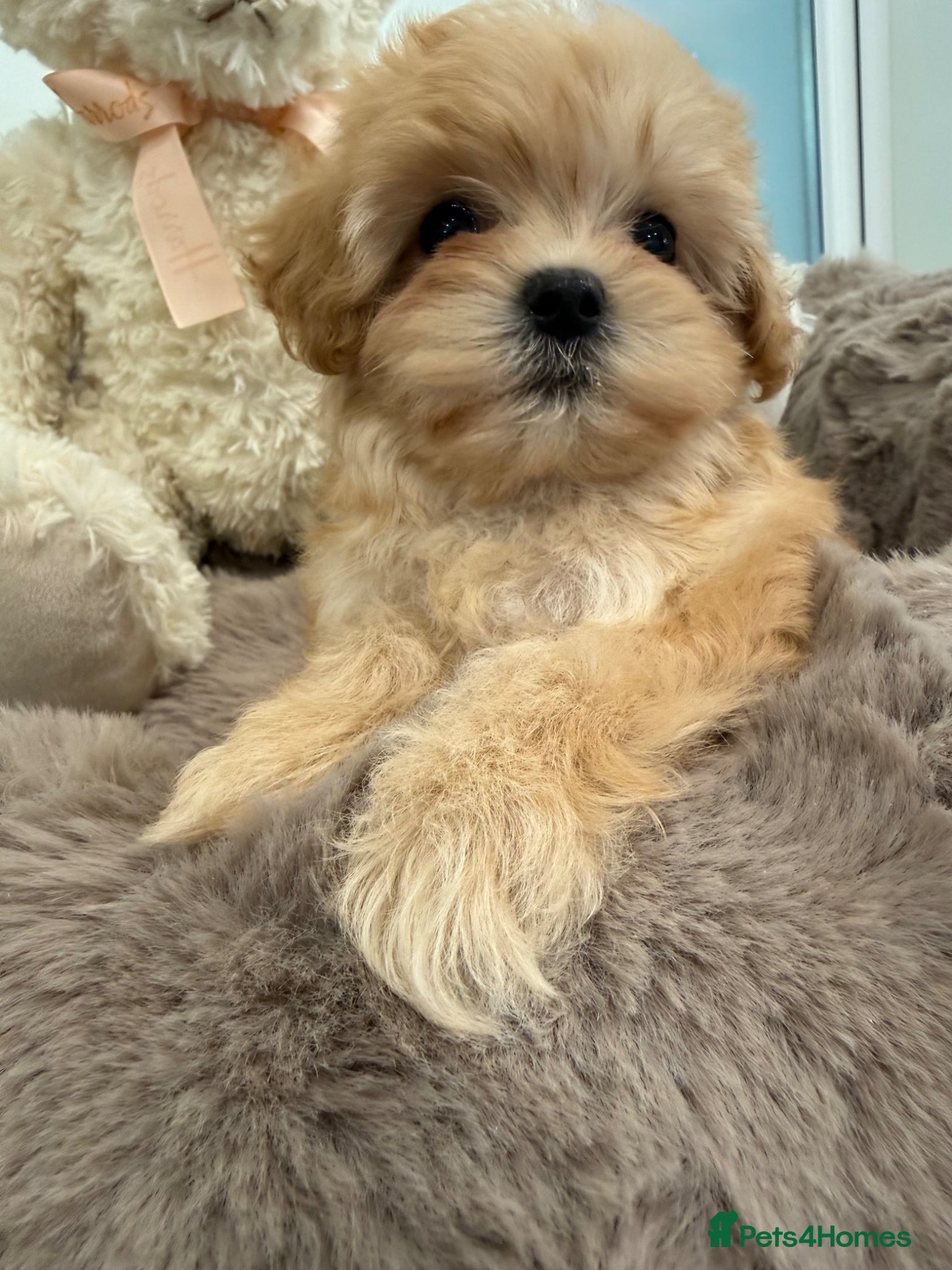 Maltipoo dogs for sale: 7 beautiful girls. F1. DNA clear & health tested.  - Advert 12