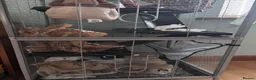 Rat rodents for sale: Two female rats and enclosure for sale  - Advert 2