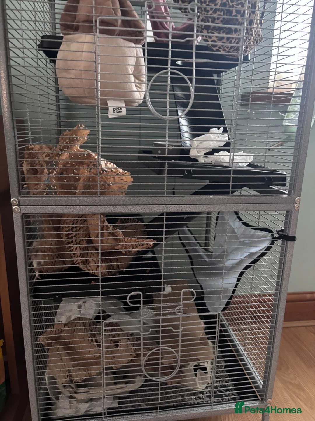 Rat rodents for sale: Two female rats and enclosure for sale  - Advert 2