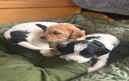 Cockapoo dogs for sale: Unique Cockapoo Puppies - Image 11