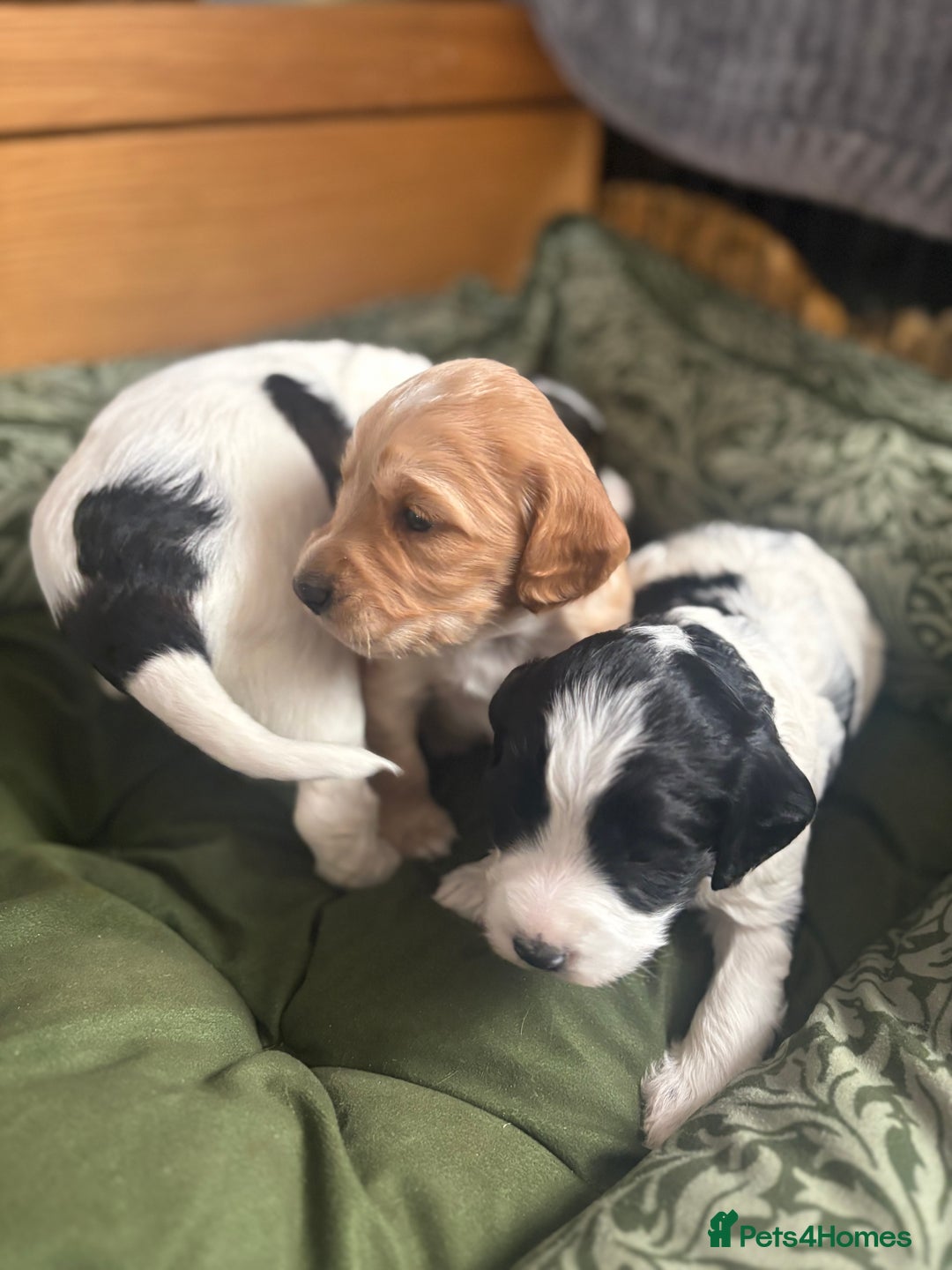Cockapoo dogs for sale: Unique Cockapoo Puppies - Image 11