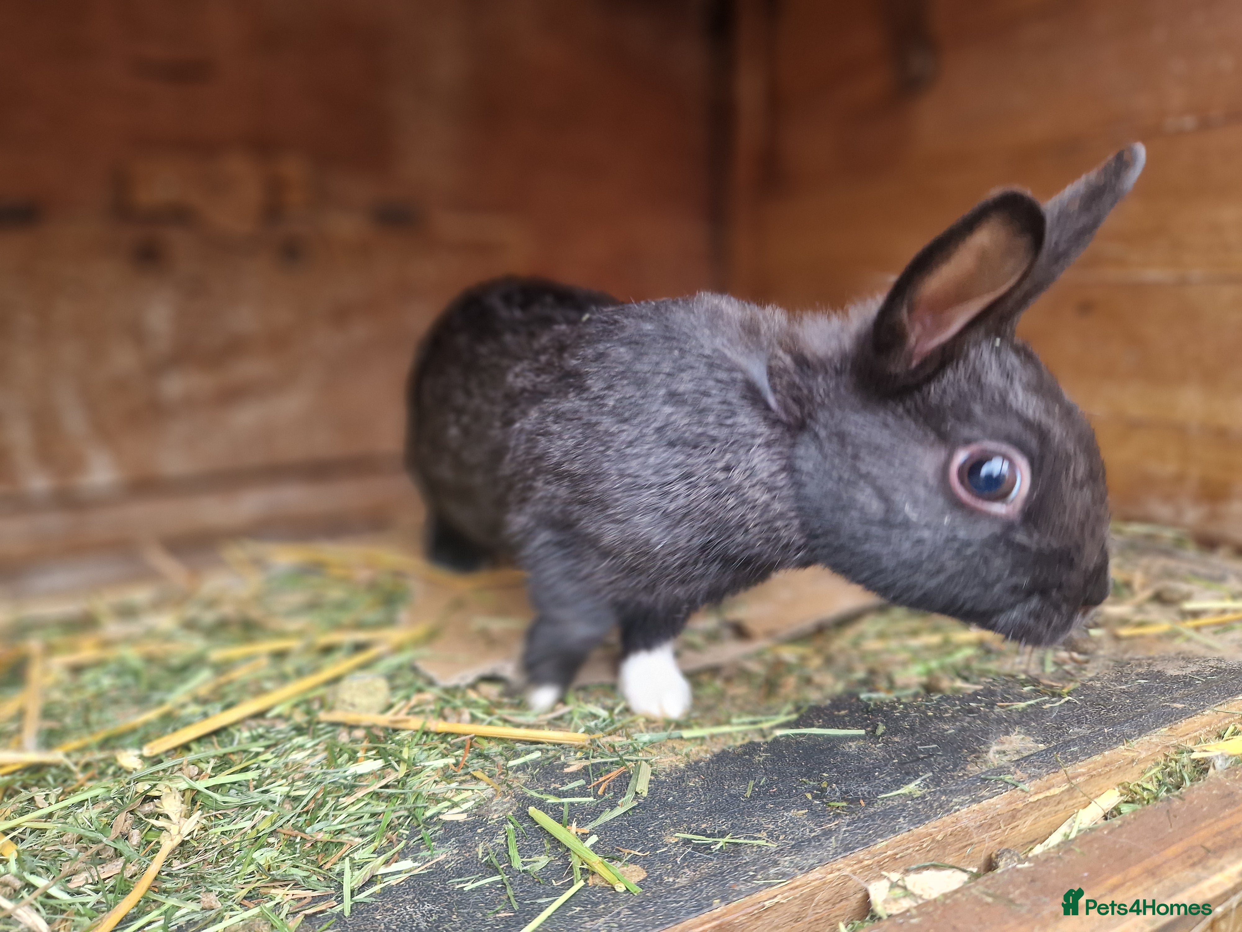 Mixed Breed rabbits Cute pair of little baby bunny brothers  - Advert 1