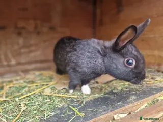 Mixed Breed rabbits Cute pair of little baby bunny brothers - Advert 1