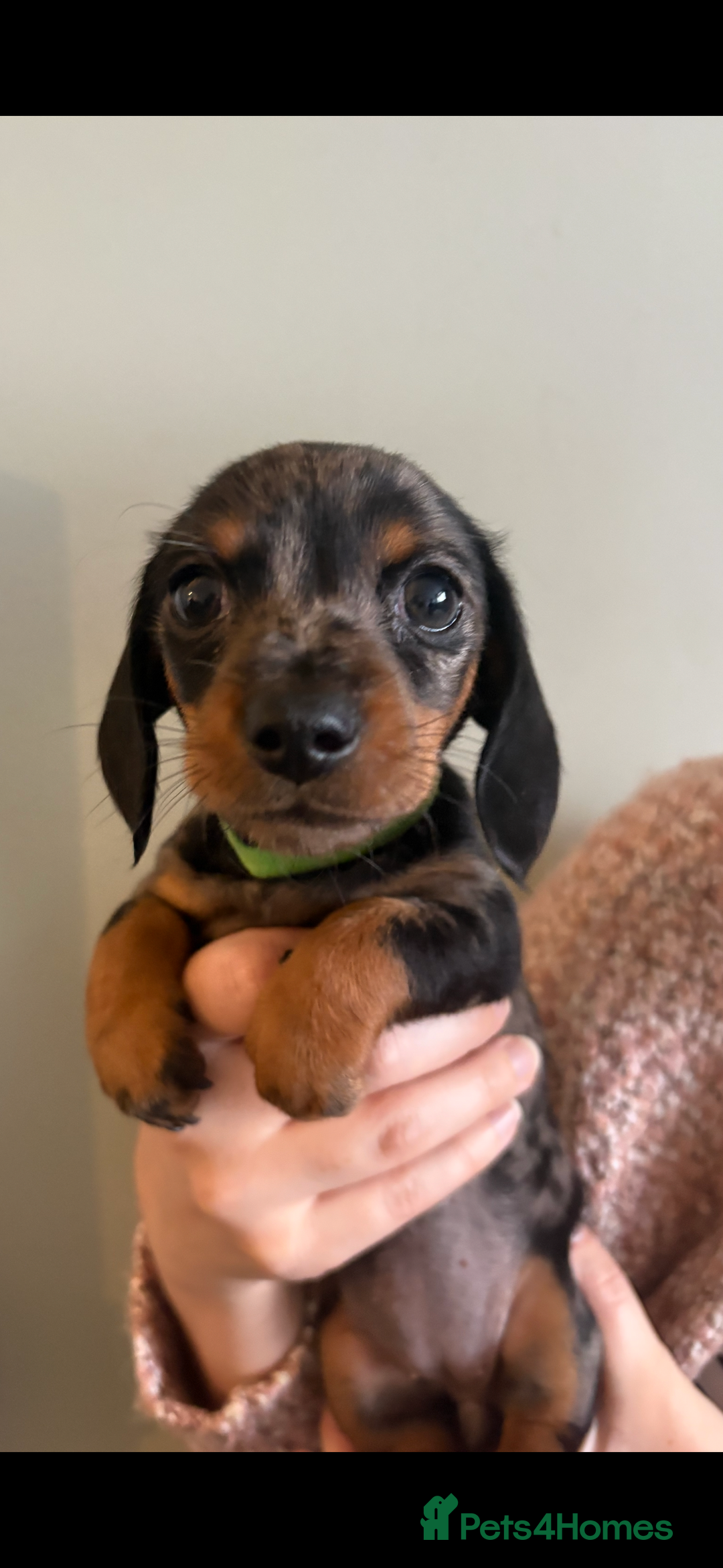 Miniature Dachshund dogs for sale: Miniature Daschund - Advert 5