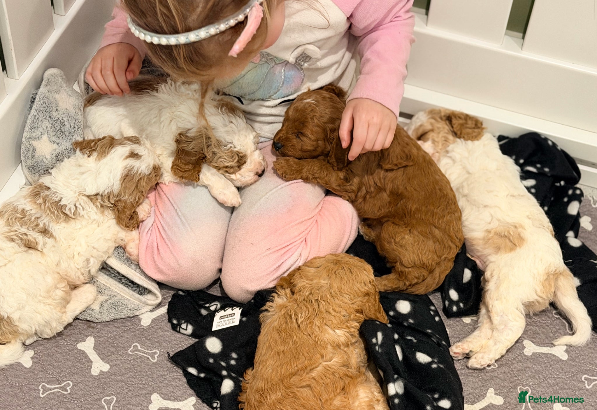 Cavapoo dogs Health tested Cavapoo puppies.  - Advert 2