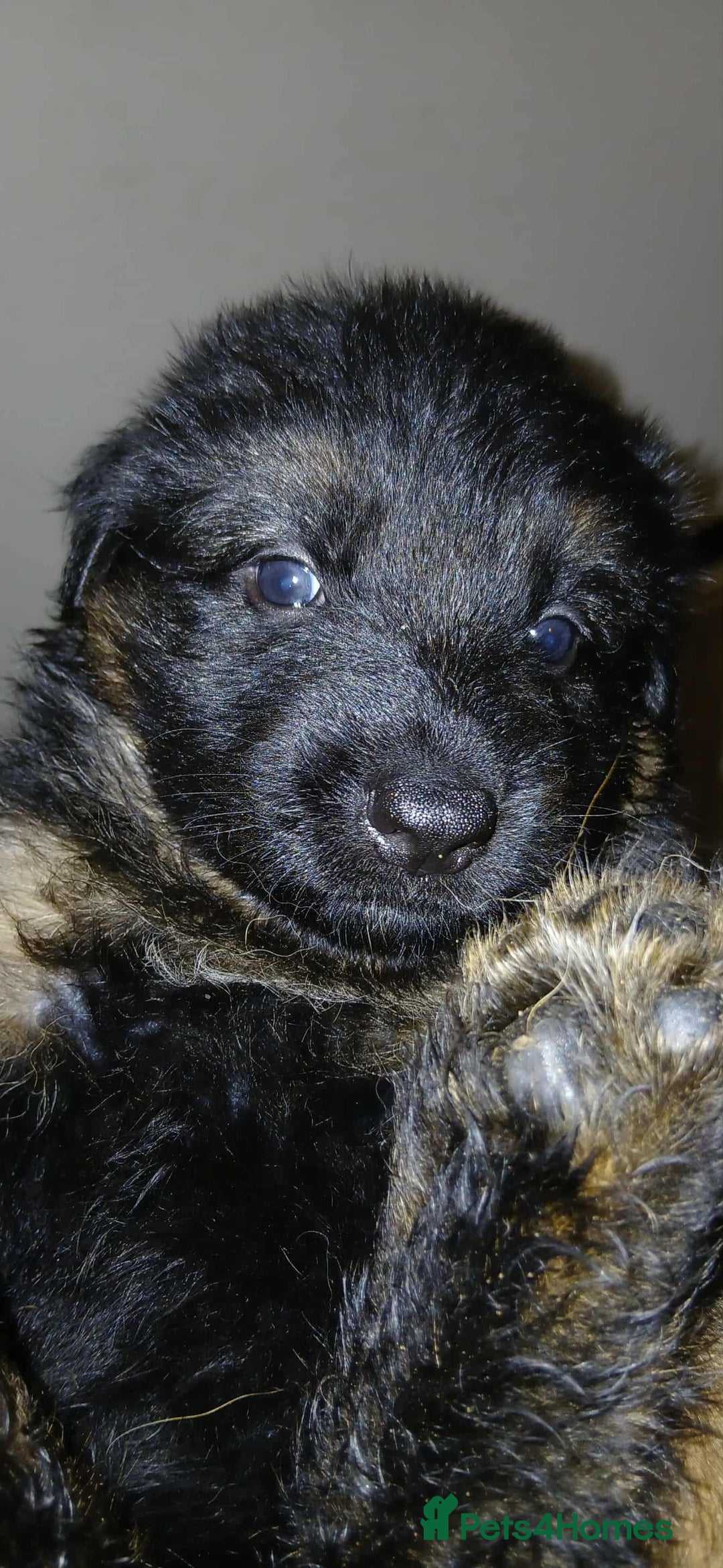 German Shepherd dogs for sale: Adorable German Shepherd Puppies  - Image 9