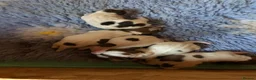Jack Russell dogs for sale: Beautiful Jack Russell litter  - Advert 2