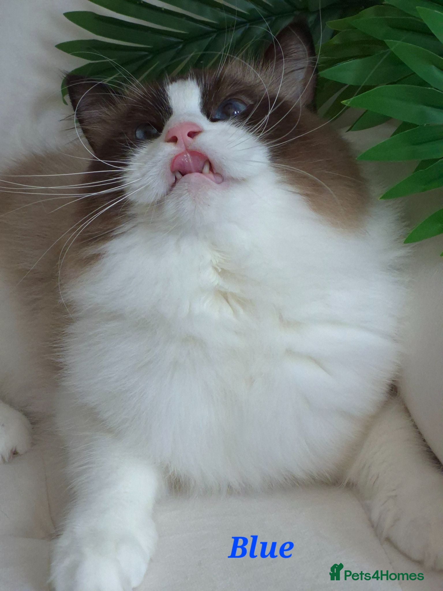 Ragdoll cats ✨ Exceptional Ragdolls,a distinguished lineage ✨ - Advert 2